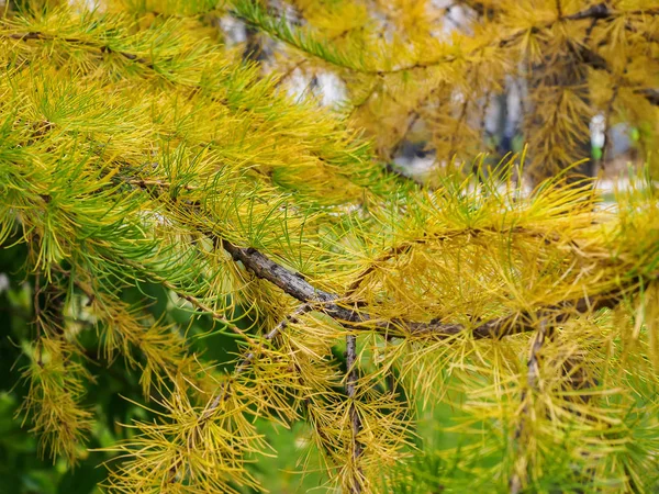 Ramas Alerce Amarillo Octubre Primer Plano —  Fotos de Stock