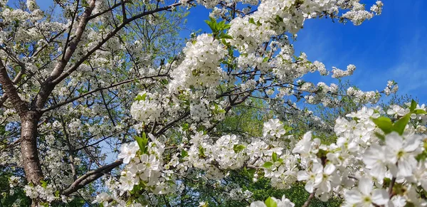 Weiße Kirschblüten Aus Nächster Nähe Auf Einem Ast Frühling Außerhalb — Stockfoto