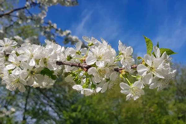 Weiße Kirschblüten Aus Nächster Nähe Auf Einem Ast Frühling Außerhalb — Stockfoto