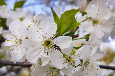 Bir ağaç dalı beyaz kiraz çiçekleri yakın çekim. Bahar. Evin dışında.