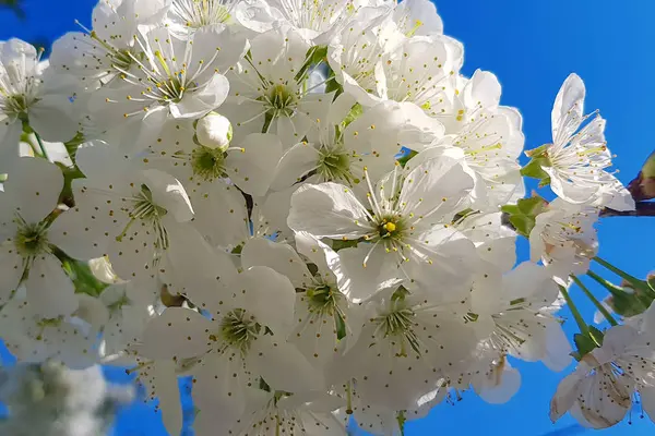 Cerisier Blanc Fleurit Gros Plan Sur Une Branche Arbre Printemps — Photo