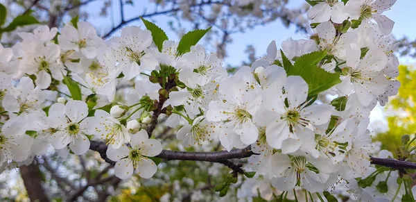 Біла Вишня Цвіте Крупним Планом Гілці Дерева Весняний Час Межами — стокове фото