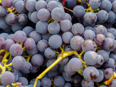 Kırık kırmızı üzüm close-up güneşli bir öğleden sonra demet.