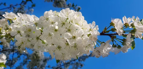 Fehér Cseresznye Virágok Közelről Egy Ága Tavasszal Házon Kívül — Stock Fotó