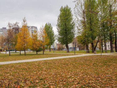 Ağaçlar Sonbahar parkta yol boyunca yeşillik sarılık ile.