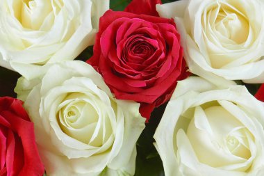 Kırmızı, pembe ve beyaz gül yakın çekim büyük bir buket. Arka plan gül. Tatil için tebrik ederim. Sevgi ve hassasiyet.