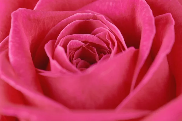One Pink Rose Close Macro Photo Beautiful Floral Background Stock Picture