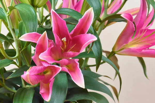 Bouquet Beautiful Pink Lilies Buds Bloomed Bouquet Flowers Romantic Gift — Stock Photo, Image