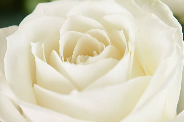 Одна белая роза крупным планом. Макро фото, красивый цветочный фон
.