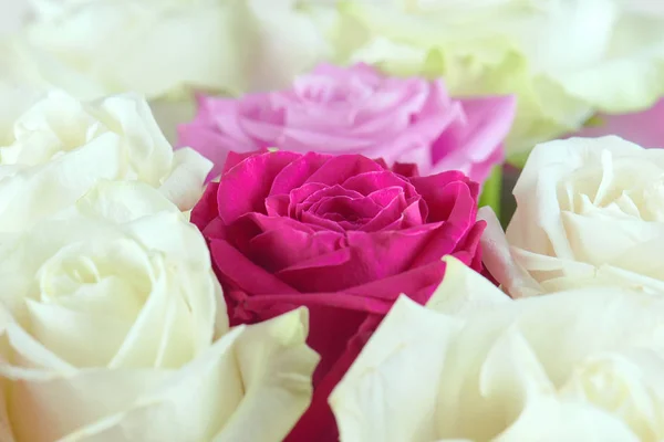 A large bouquet of red, pink and white roses close-up. Background of roses. Congratulations on the holiday. Love and tenderness.