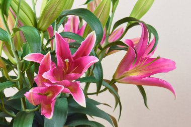 Güzel pembe lilyum değil tomurcukları ile bir buket çiçek açmış. Buket çiçek. Sevgili insanların romantik bir hediye.