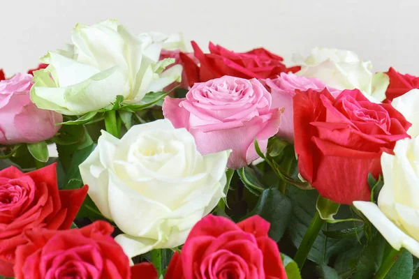 A large bouquet of red, pink and white roses close-up. Background of roses. Congratulations on the holiday. Love and tenderness.