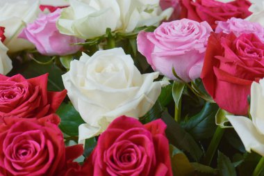 Kırmızı, pembe ve beyaz gül yakın çekim büyük bir buket. Arka plan gül. Tatil için tebrik ederim. Sevgi ve hassasiyet.