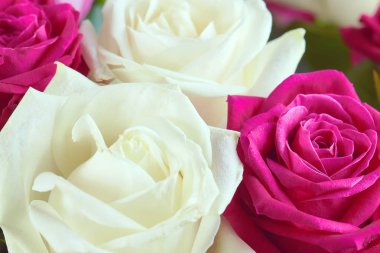 Kırmızı, pembe ve beyaz gül yakın çekim büyük bir buket. Arka plan gül. Tatil için tebrik ederim. Sevgi ve hassasiyet.