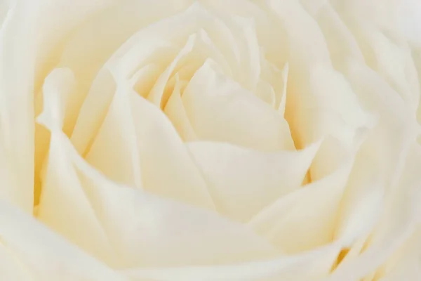 Одна Белая Роза Крупным Планом Макро Фото Красивый Цветочный Фон — стоковое фото