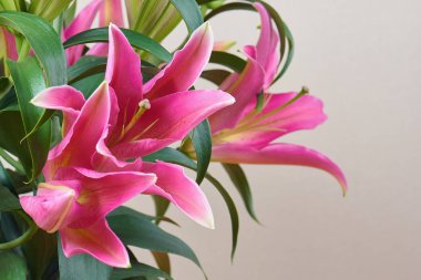 Güzel pembe lilyum değil tomurcukları ile bir buket çiçek açmış. Buket çiçek. Sevgili insanların romantik bir hediye.