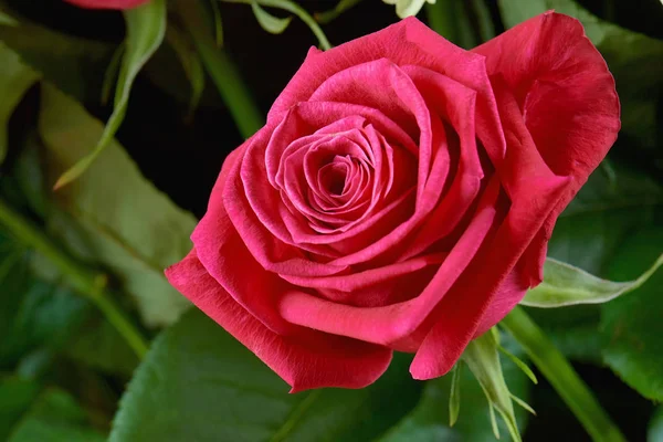 One red rose against the background of foliage and stems. Congratulations on the holiday. Love and tenderness.