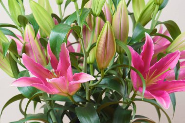 Güzel pembe lilyum değil tomurcukları ile bir buket çiçek açmış. Buket çiçek. Sevgili insanların romantik bir hediye.