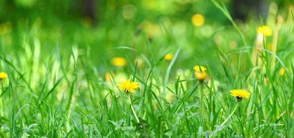 Grünes Gras Mit Gelben Löwenzahn Nahaufnahme Frühlingsblumen — Stockfoto