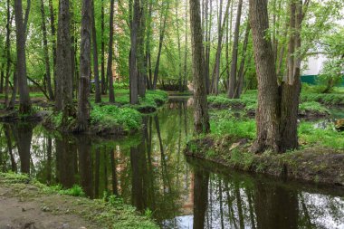 Şehirde ağaçlarla çevrili küçük bir göl. Bahar. Sudaki ağaçların yansıması.