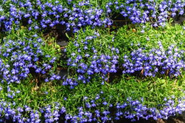 Mayıs ayında mavi küçük çiçekler bir alan. Güneşli bir günde bahçe mavi çiçekler.