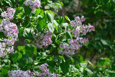 Bahar çiçeklenme Lila çiçekler. Lila çiçeği yay arka plan.