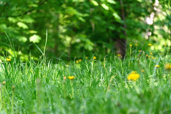 Grönt Gräs Med Gula Maskrosor Närbild Vårblommor — Stockfoto