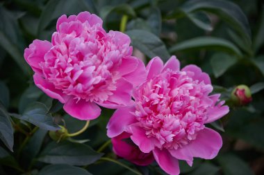 Koyu bir arka plan üzerinde güzel pembe şakayık yakın çekim. Bahar çiçekleri, çiçek, romantizm.