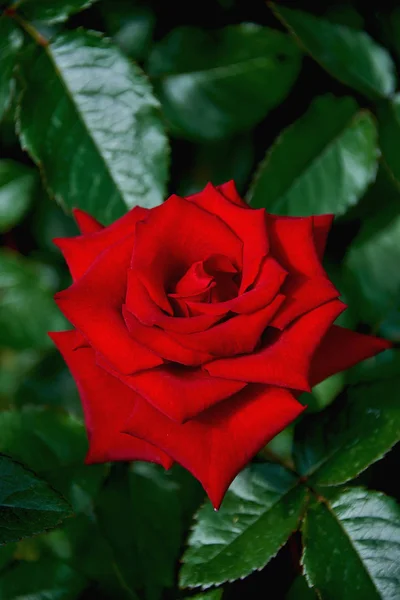 Beautiful Red Rose Close Dark Green Background Rose Grows Bush — Stock Photo, Image