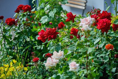 Pembe ve kırmızı güller ile güzel çiçek yatağı. Güller yaz aylarında bir çalı üzerinde büyür.