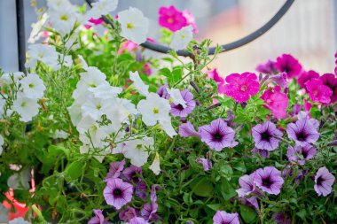 Kızıl, leylak ve beyaz petunyalar. Çok renkli çiçek açan petunya çiçekleri.