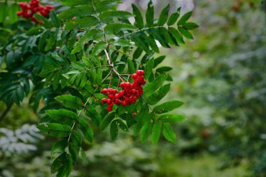 Ormanda kırmızı meyveleri ile güzel rowan dalı. Doğal rowan meyveleri