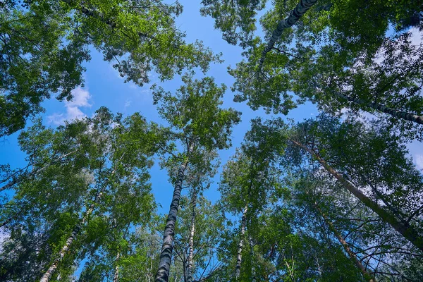 Mavi Gökyüzüne Karşı Ağaçların Taçüzerinde Güzel Alt Görünümü Gökyüzü Ağaçlar — Stok fotoğraf
