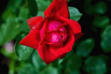 Koyu yeşil bir arka plan üzerinde güzel kırmızı gül yakın çekim. Gül yazın çalılıkta yetişir..