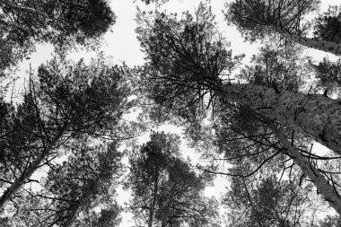 Gökyüzüne karşı ağaçların taçlar üzerinde güzel alt görünümü. Gökyüzü ve ağaçlar ile güzel yaz manzara.