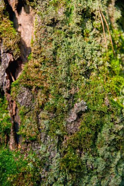 Yosunla büyümüş çürümüş bir ağacın parçası. Ormanda ölü bir ağaç.