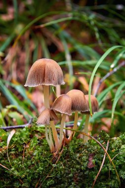 Bir orman yakın çekim küçük toadstool mantar bir grup. Zehirli toadstool mantarları. İnsanlar için tehlike.