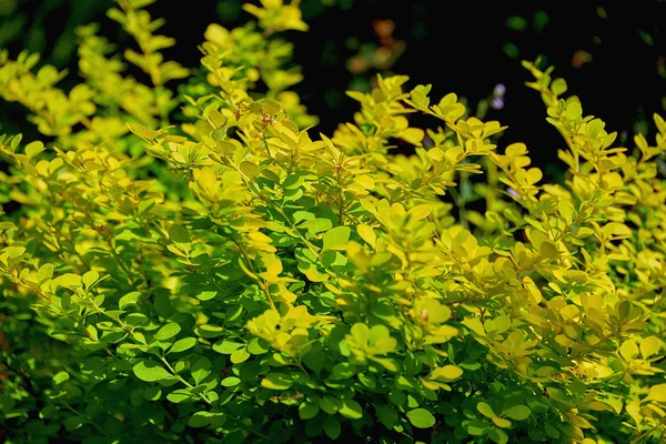 Bush Zielono Żółte Liście Piękne Naturalne Tło Młodych Liści — Zdjęcie stockowe