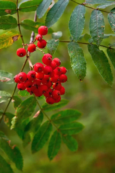 Beautiful Rowan Branch Red Berries Forest Natural Rowan Berries — Stock Photo, Image