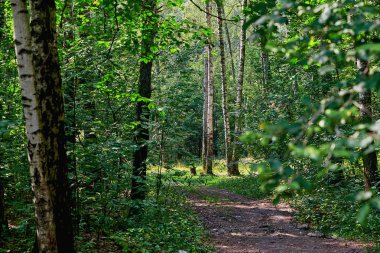 Ormanda güneşin aydınlattığı bir yol. Güneşli bir yaz gününde orman yolu.