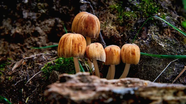 Grupo Hongos Pequeños Primer Plano Del Bosque Champiñones Venenosos Con — Foto de Stock