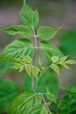 Güzel bir çalılık. Bir yaz günü genç yapraklarla yakın plan..