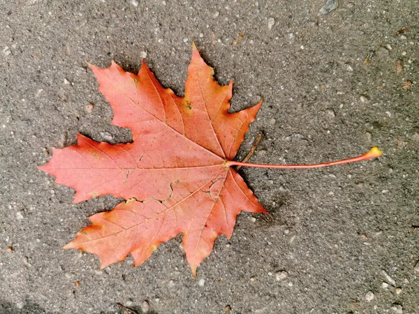 Maple Bladeren Ligt Een Loopbrug Een Park Komst Van Herfst — Stockfoto