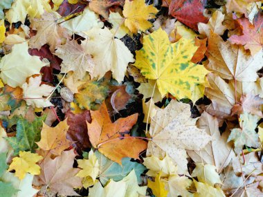 Akçaağaç yaprakları parktaki bir geçitte yatar. Sonbaharın gelişi ve sonbahar havası.