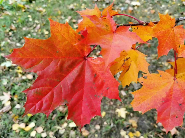 Mooie Rode Esdoorn Bladeren Een Tak Close Herfstplanten Achtergrond — Stockfoto