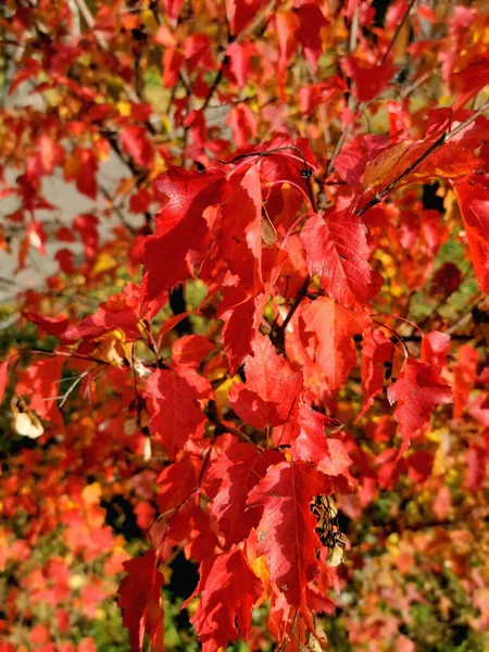 Hermosas Hojas Rojas Primer Plano Rama Plantas Otoño Fondo — Foto de Stock