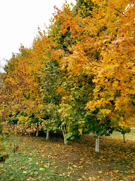 Esdoornbomen Gele Bladeren Een Herfstdag Herfstplanten Achtergrond — Stockfoto