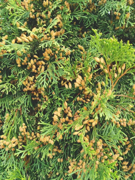 Thuja Branches Cones Close Natural Background Made Thuja Branches — Stock Photo, Image