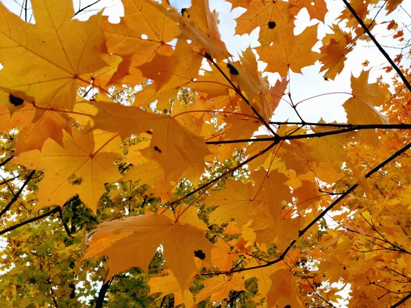 Prachtige Gele Esdoorn Bladeren Een Tak Close Herfstplanten Achtergrond — Stockfoto