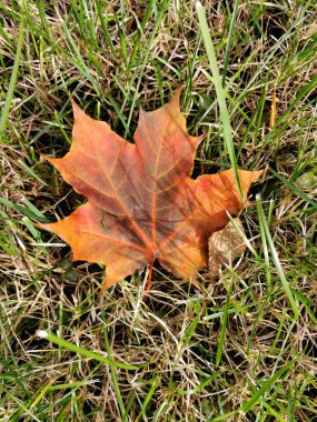 Maple leaf lies on the autumn grass. The arrival of autumn and the autumn mood.